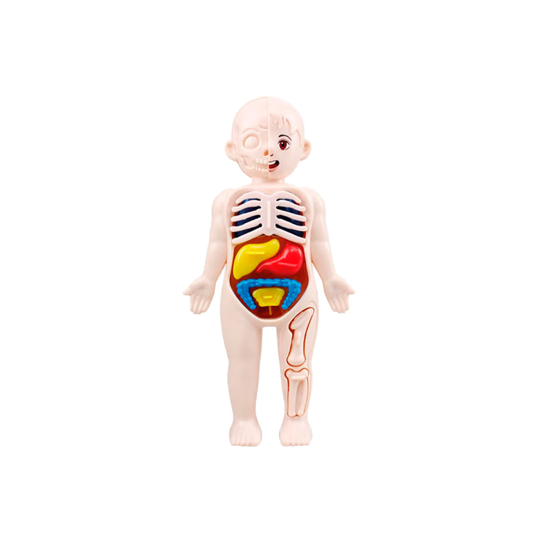 ANATOMÍA DEL CUERPO